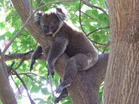 koala2.jpg