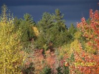 000_0099 (Small) (Medium).jpg