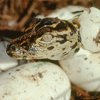 050803_02_alligator.jpg