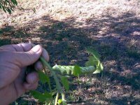 TomatoHornworm.jpg