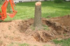 Pine Tree 5-12-07.jpg