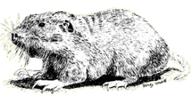 nhsd_gopher.gif