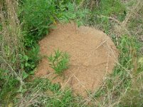 ants.jpg