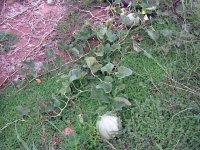 SeptCantaloupes.jpg