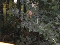325124-Green Long resize.JPG
