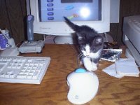 35-55713-CAT&MOUSE.JPG