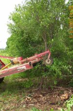 277555-5 in tree & cluster vert before-505.jpg