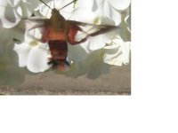 8-182046-bigbug.jpg