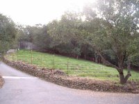 232419-RS_green vineyard.jpg