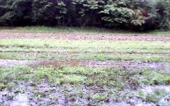 279191-flooded garden.jpg