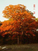 326945-Falltree10-7.jpg