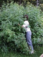 8-58941-Idahorasberries.jpg