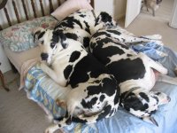 dogs.JPG