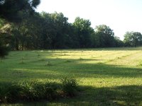 PineSeedlingsSmall.jpg