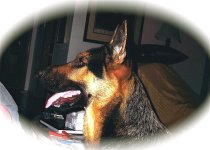 Buddy_1350.jpg