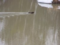 muskrat.JPG