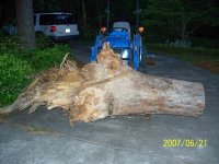 stump.jpg
