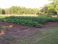 Squash-Tomato.jpg