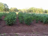 caged-Tomatoes.jpg