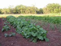 cucumber-rutabagas-onions.jpg