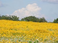 coreopsis hill.jpg