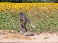 gopher cat 1.jpg