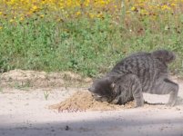 gopher cat 3.jpg