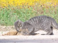 gopher cat 4.jpg
