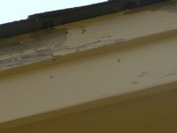 paintpeeling.JPG