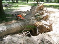 8-5-07  20 inch saw on one big tree.jpg