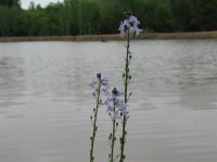 Wild flower along the shoreline..jpg