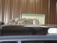 catnap.jpg