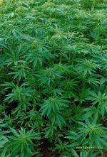 Cannabis_sativa.jpg