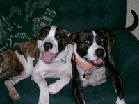 smily dogs.JPG