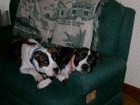lazy dogs.JPG