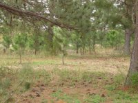 more pinetrees from shop.JPG
