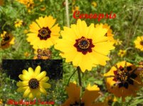 flowers.jpg