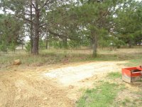 my pinetrees from shop.JPG