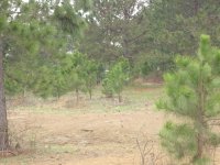 pine trees.JPG