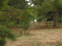 pinetrees.JPG