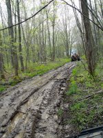 treetipping 013.jpg