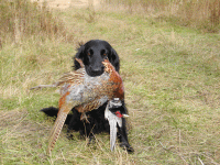 Delilah-&-pheasant.gif