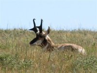 18 Awesome Pronghorn Buck in Custer State Park.jpg