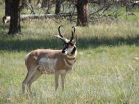 19 Another view of Awesome Pronghorn.jpg