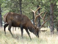24  Massive bull elk at Bear Country USA, a drive through zoo near Rapid City, SD.jpg