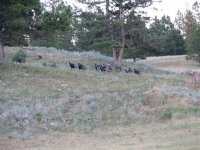 30 Large group of Turkeys along a side road near Jewel Cave, SD.jpg