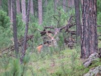 38  Great Whitetail buck in Custer State Park.jpg