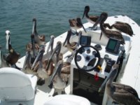 Pelicans-copy.jpg