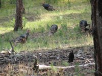 41 A few Tom Turkeys from a very large group in Custer State Park, SD.jpg