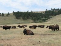 43  Herd of Bison in Custer State Park, SD.jpg